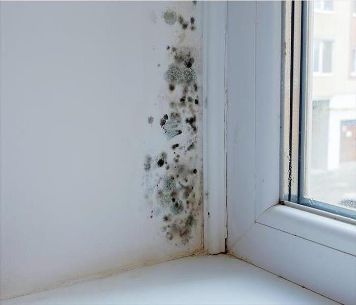 mold on wall by window