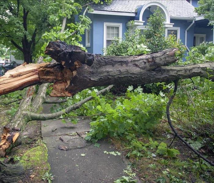 a huge tree stumbled on a residential sidewalk